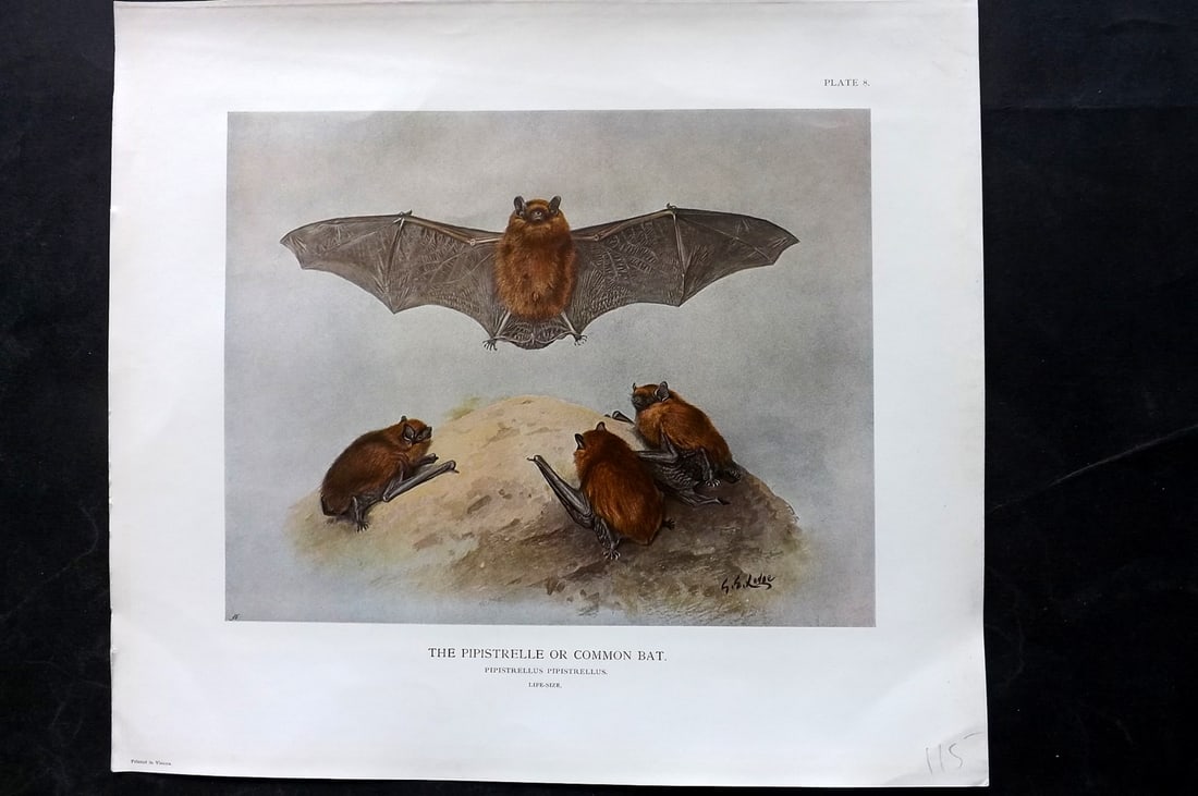 Millais, John 1904 Rare Folio Print. Bat - Pipistrelle or Common: Folio Offset Lithograph Published 1904, London for "The Mammals of Great Britain and Ireland" by John Guille Millais. Illustrated by Archibald Thorburn, George Lodge and the Author. Rare - Limited Edi