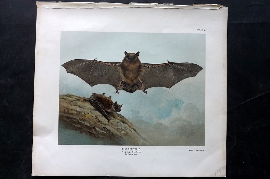 Millais, John 1904 Rare Folio Print. Bat - Serotine: Folio Chromolithograph Published 1904, London for "The Mammals of Great Britain and Ireland" by John Guille Millais. Illustrated by Archibald Thorburn, George Lodge and the Author. Rare - Limited Edit