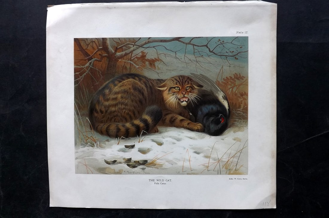 Millais, John 1904 Rare Folio Print. Wild Cat (1 of 1)