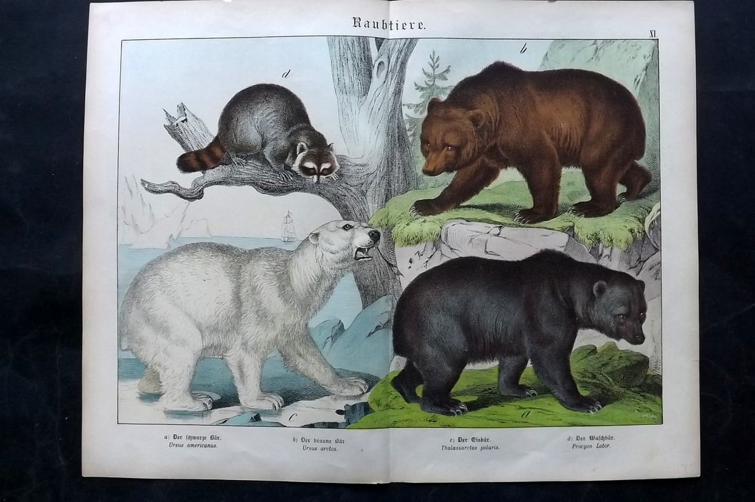 Schubert, Gotthilf C1880 Folio Print. Bears - Polar, Brown, Black, Raccoon: Folio Lithograph Published C1880, Hecklingen & Munich for "Naturgeschichte des Thierreichs?" by Gotthilf Heinrich von Schubert. Centre fold as published. Paper Size: 16 x 12.5 ich (40 x 32cm) Small bo