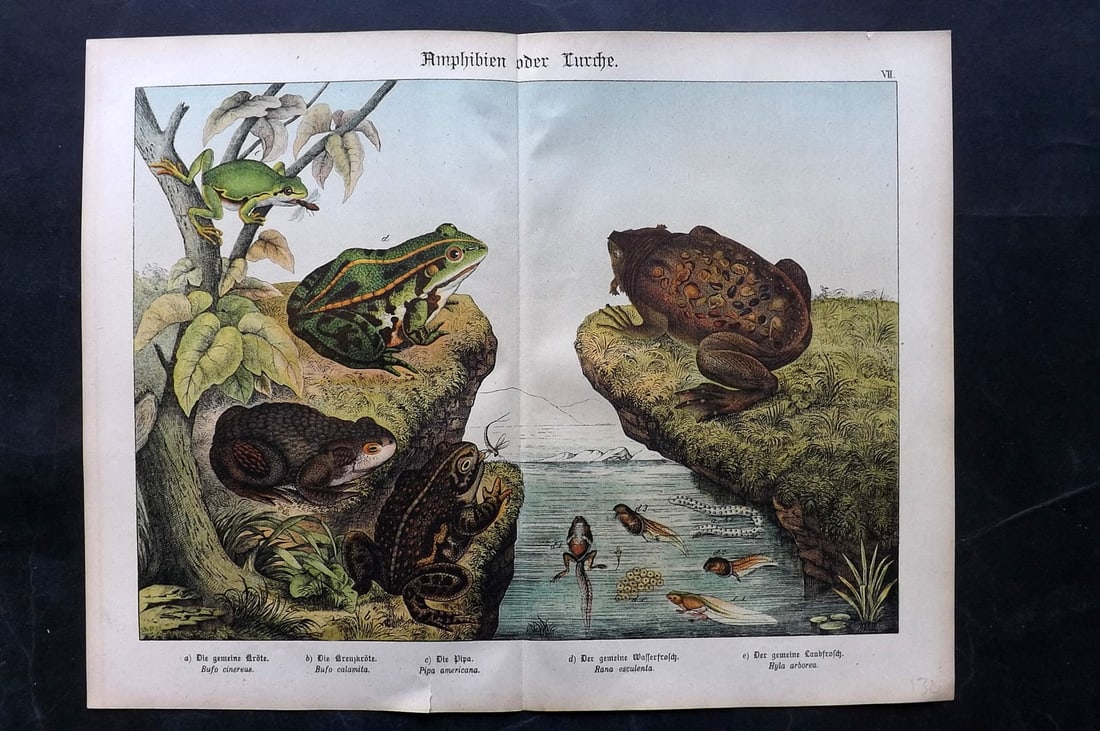 Schubert, Gotthilf C1880 Folio Print. Frogs, Toads: Folio Lithograph Published C1880, Hecklingen & Munich for "Naturgeschichte des Thierreichs?" by Gotthilf Heinrich von Schubert. Centre fold as published. Paper Size: 16 x 12.5 ich (40 x 32cm) Small bo