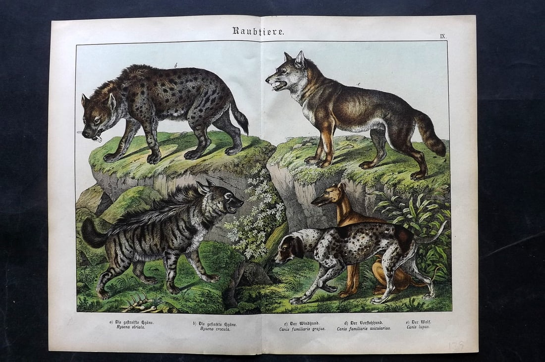 Schubert, Gotthilf C1880 Folio Print. Hyena, Wolf, Dogs: Folio Lithograph Published C1880, Hecklingen & Munich for "Naturgeschichte des Thierreichs?" by Gotthilf Heinrich von Schubert. Centre fold as published. Paper Size: 16 x 12.5 ich (40 x 32cm) Small bo