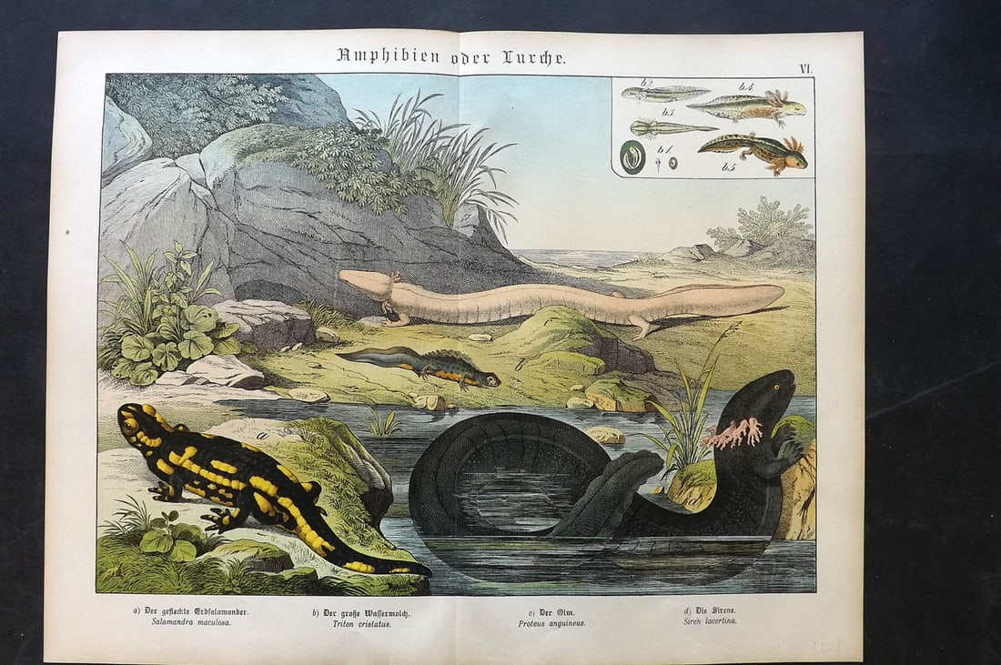 Schubert, Gotthilf C1880 Folio Print. Salamander, Newt, Olm, Siren (1 of 1)