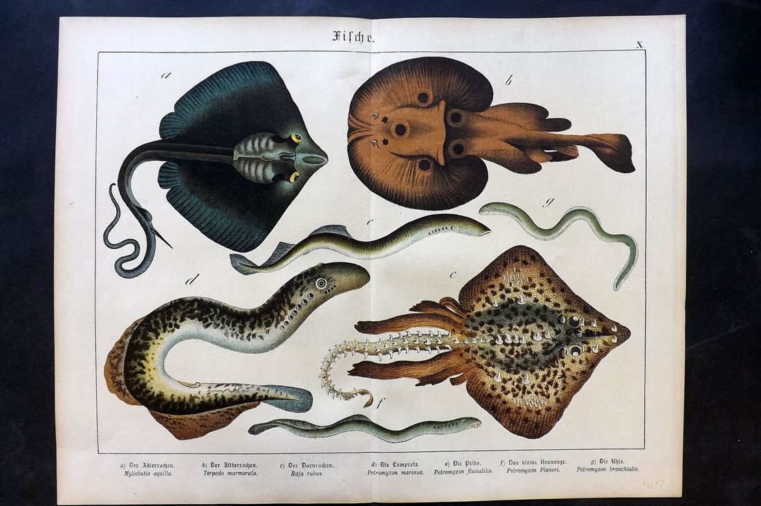 Schubert, Gotthilf C1880 Folio Print. Torpedo, Fish (1 of 1)