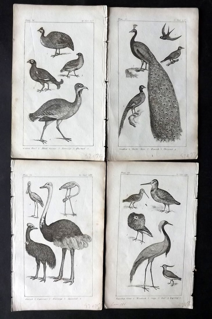 Bingley, W. 1814 Lot of 4 Birds Prints incl Peacock (1 of 2)
