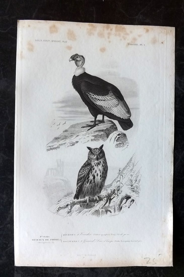 d'Orbigny, Charles 1849 Bird Print. Owl, Condor 01 (1 of 1)