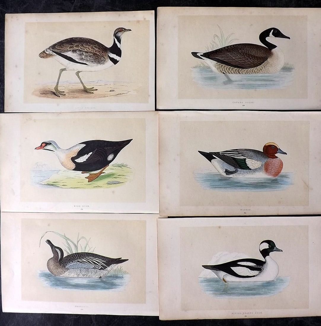 Morris, Francis 1851 Lot of 6 Hand Col Bird Prints. 1st Ed (1 of 2)