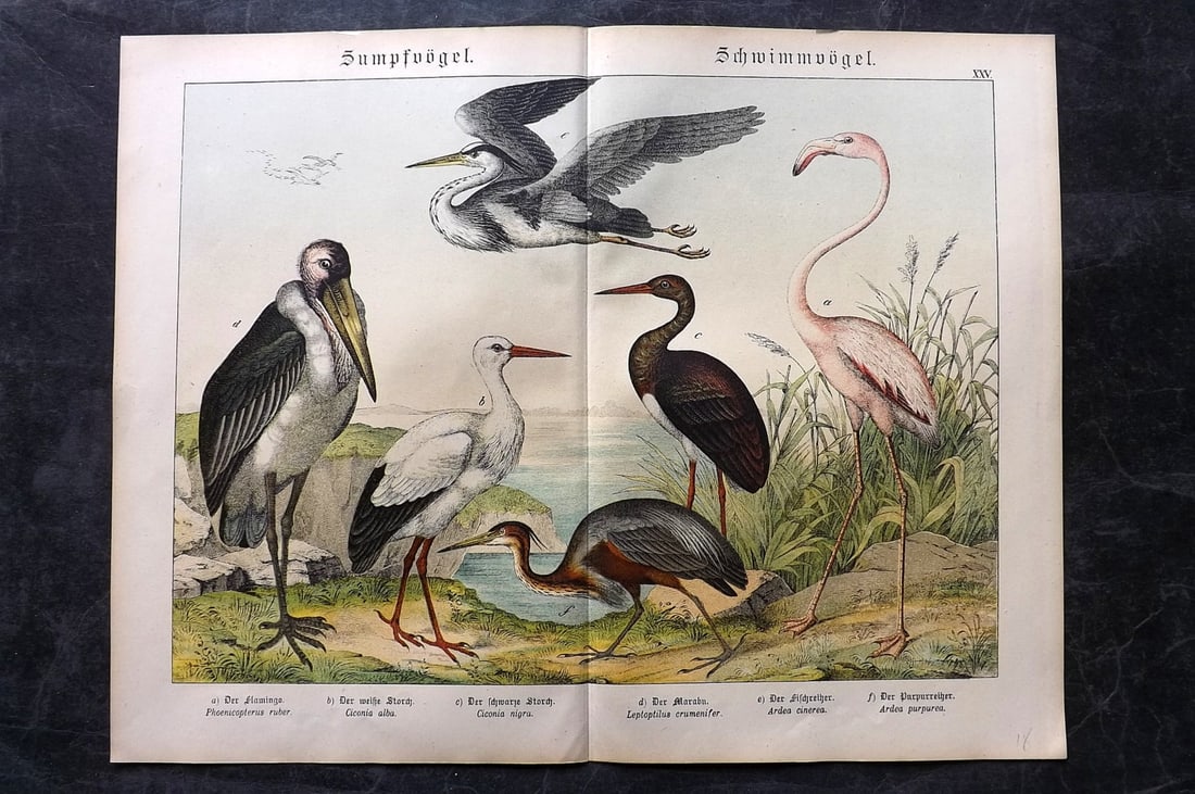 Schubert, Gotthilf C1880 Folio Bird Print. Flamingo, Stork, Heron: Folio Lithograph Published C1880, Hecklingen & Munich for "Naturgeschichte des Thierreichs?" by Gotthilf Heinrich von Schubert. Centre fold as published. Paper Size: 16 x 12.5 ich (40 x 32cm) Good Con