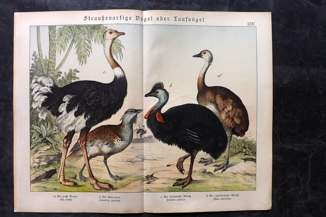 Schubert, Gotthilf C1880 Folio Bird Print. Ostrich, Australia Cassowary, Bustard: Folio Lithograph Published C1880, Hecklingen & Munich for "Naturgeschichte des Thierreichs?" by Gotthilf Heinrich von Schubert. Centre fold as published. Paper Size: 16 x 12.5 ich (40 x 32cm) Good Con
