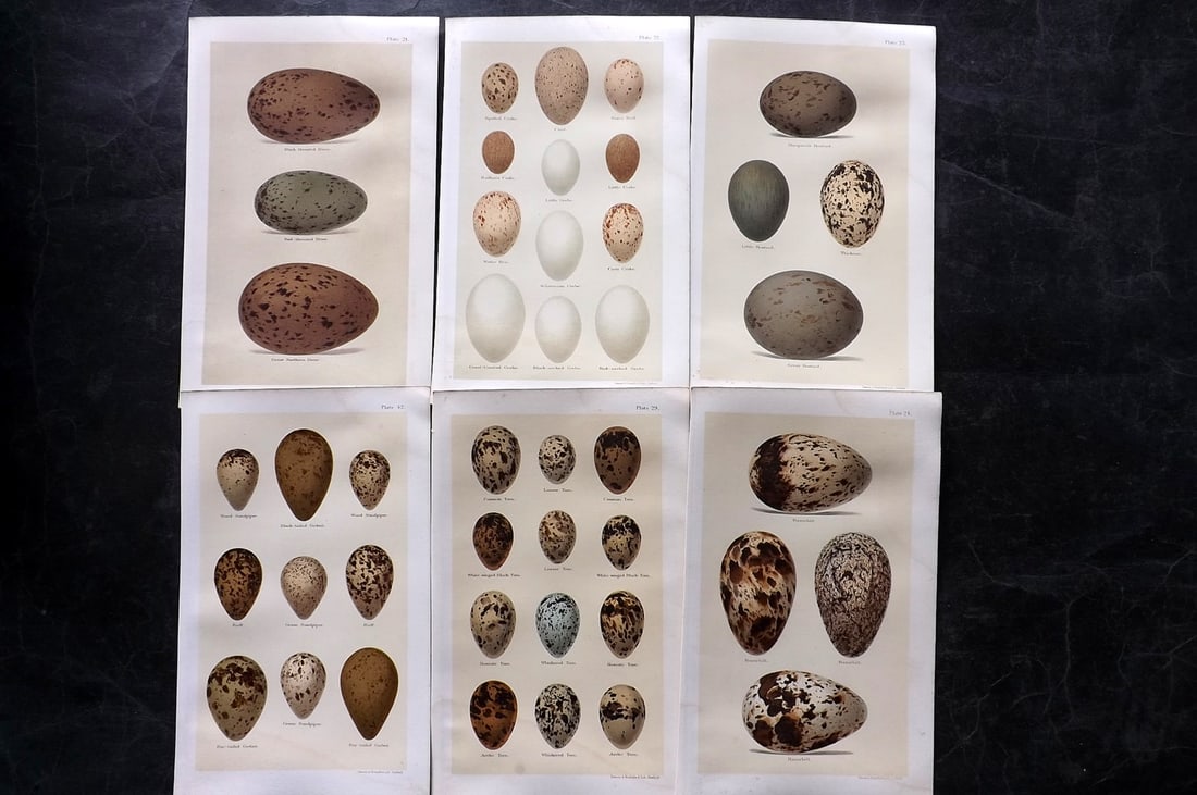 Seebohm, Henry 1896 Lot of 6 Antique Bird Egg Prints: Chromolithographs Published 1896 by Pawson and Brailsford, Sheffield for "Coloured Figures of the Eggs of British Birds" By Henry Seebohm. Paper Size: 9.75 x 6 inch (25 x 16cm) Very Light water staini