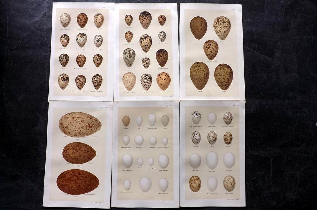 Seebohm, Henry 1896 Lot of 6 Antique Bird Egg Prints: Chromolithographs Published 1896 by Pawson and Brailsford, Sheffield for "Coloured Figures of the Eggs of British Birds" By Henry Seebohm. Paper Size: 9.75 x 6 inch (25 x 16cm) Very Light water staini