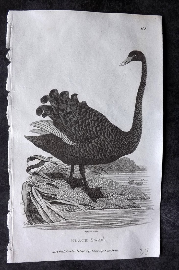 Shaw, George 1809 Antique Bird Print. Black Swan: Copper Plate Published 1809 by G.Kearsley, London for "Zoological Lectures..." by George Shaw. Paper Size: 8.5 x 5.5 inch (22 x 14cm) Good Condition