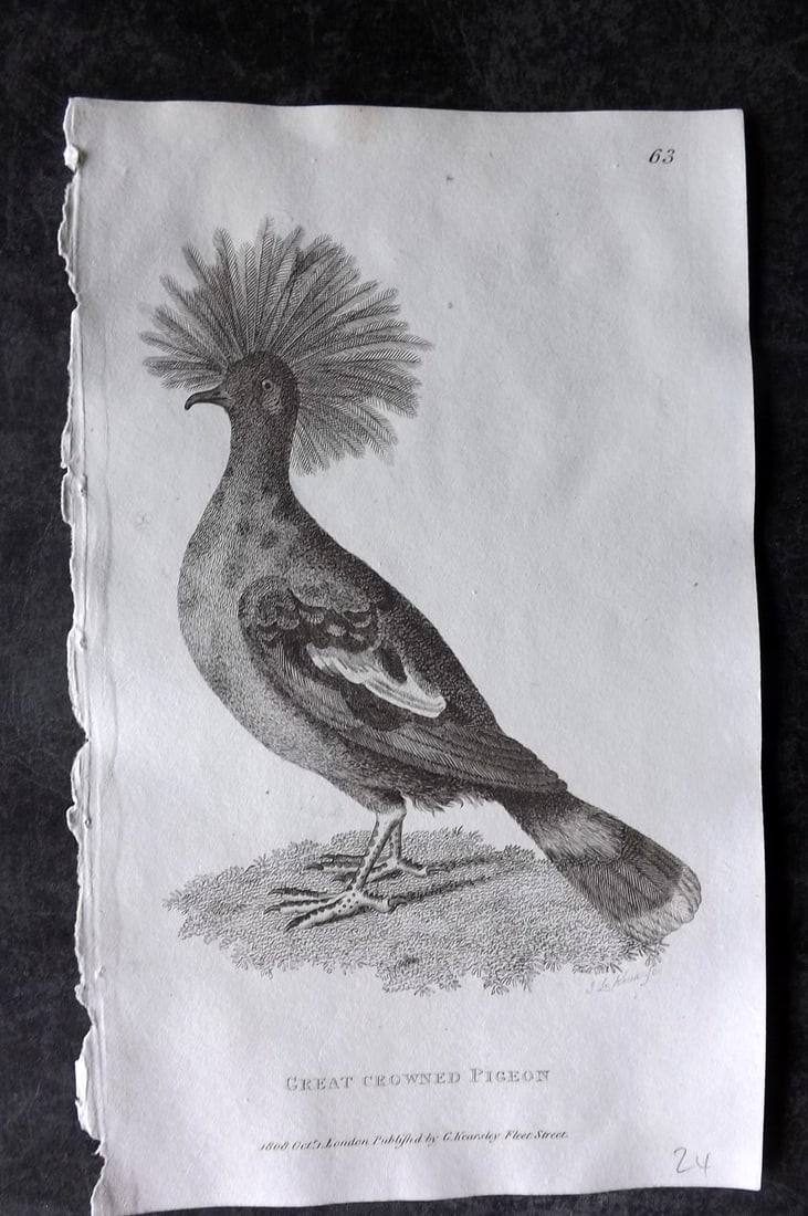 Shaw, George 1809 Antique Bird Print. Great Crowned Pigeon: Copper Plate Published 1809 by G.Kearsley, London for "Zoological Lectures..." by George Shaw. Paper Size: 8.5 x 5.5 inch (22 x 14cm) Good Condition