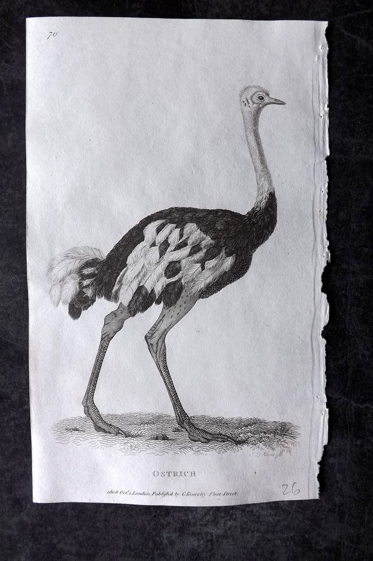 Shaw, George 1809 Antique Bird Print. Ostrich: Copper Plate Published 1809 by G.Kearsley, London for "Zoological Lectures..." by George Shaw. Paper Size: 8.5 x 5.5 inch (22 x 14cm) Good Condition