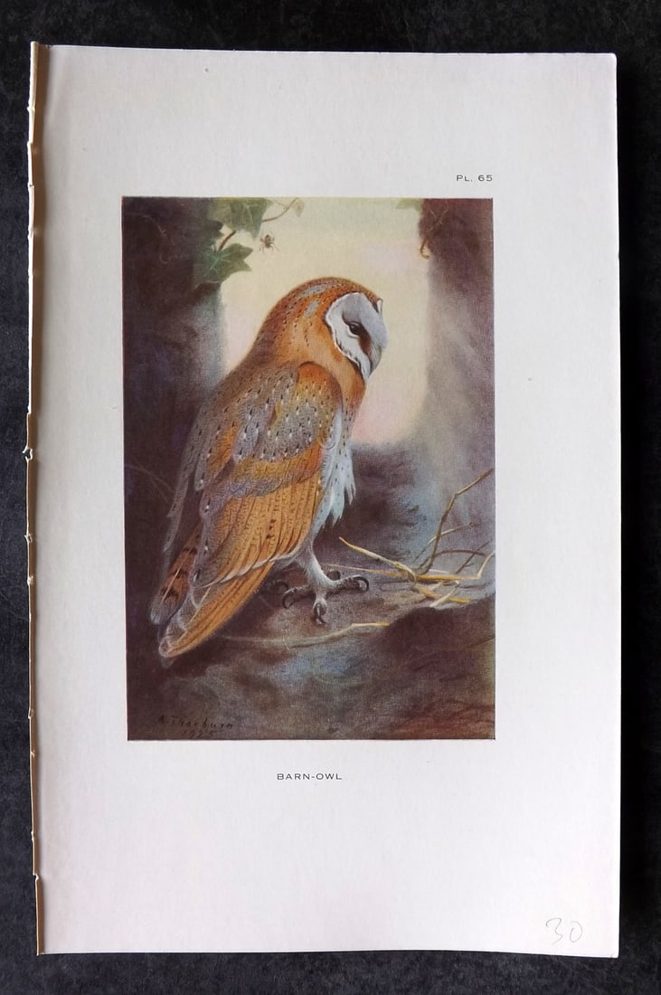 Thorburn, Archibald 1925 Vintage Bird Print. Barn Owl (1 of 1)