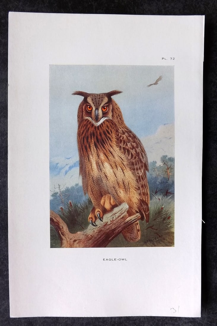 Thorburn, Archibald 1925 Vintage Bird Print. Eagle Owl: Vintage Offset Lithograph Published 1925-26, London for "British Birds" by Archibald Thorburn. Paper Size: 8.5 x 5.5 inch (22 x 14cm) Good Condition