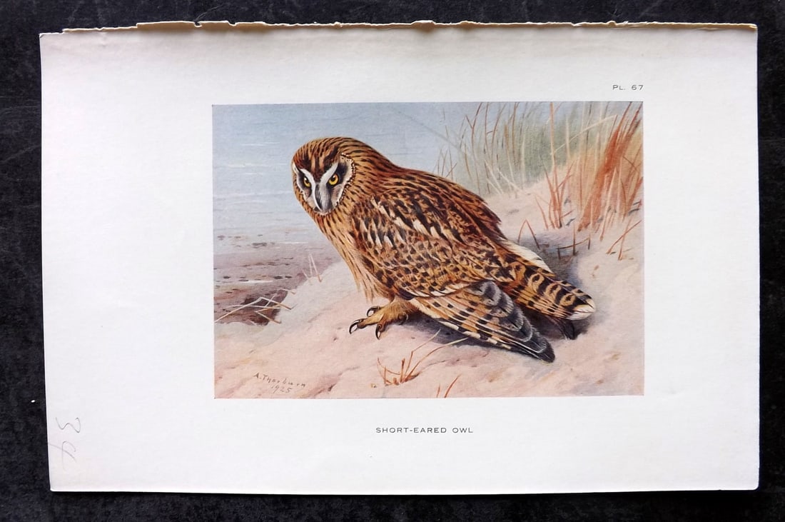 Thorburn, Archibald 1925 Vintage Bird Print. Short Eared Owl: Vintage Offset Lithograph Published 1925-26, London for "British Birds" by Archibald Thorburn. Paper Size: 8.5 x 5.5 inch (22 x 14cm) Good Condition