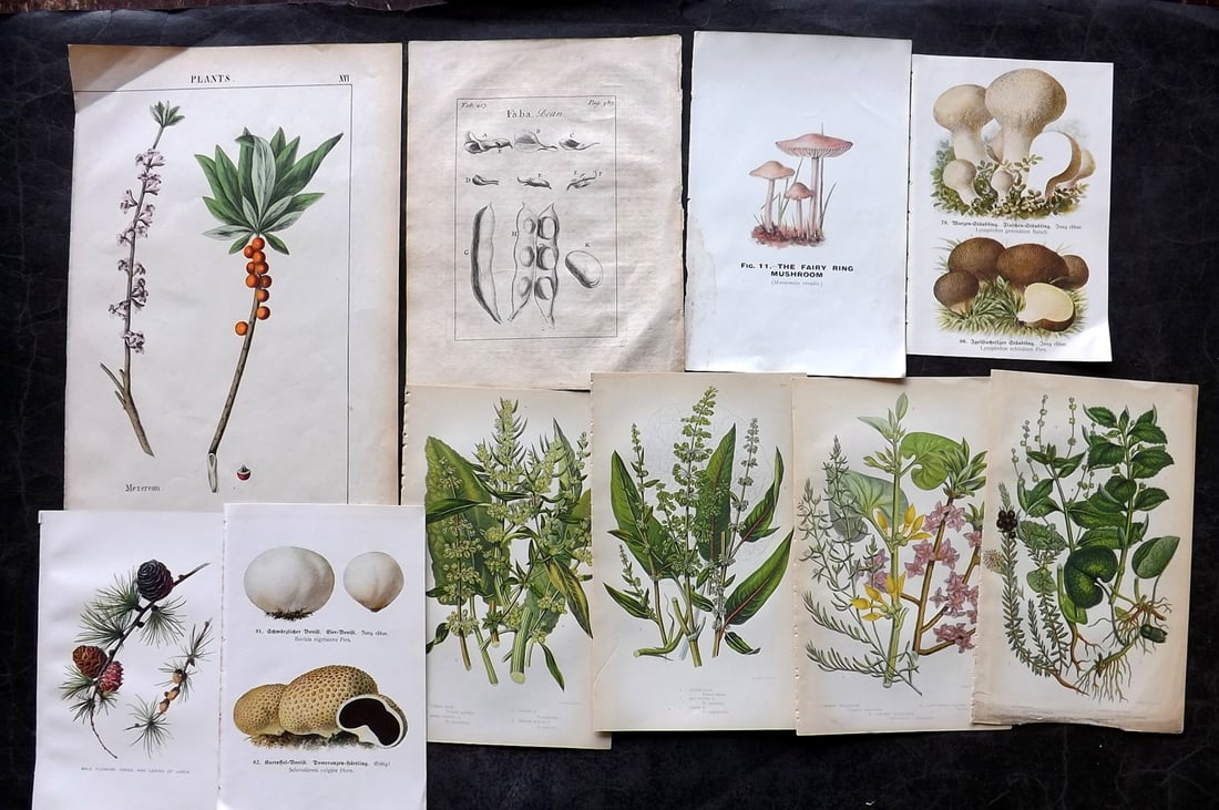 Botanical & Fungi 1730-1927 Mixed Lot of 10 Prints: Lithographs and Engravings. Examples by Tournefort, Yonge, Pratt, Boulger, MAFF, and Edmund Michael. Paper Size: Up to 13 x 8 inch (33 x 21cm) Some minor faults, good overall