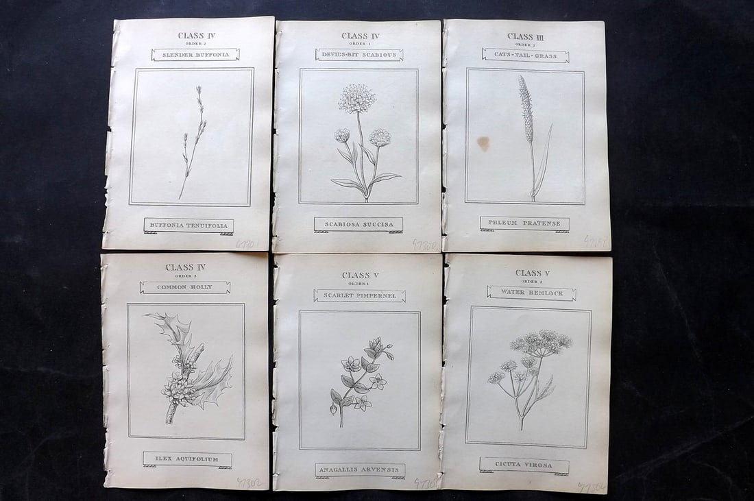 Duppa, Richard 1809 Lot of 6 Antique Botanical Prints (1 of 2)