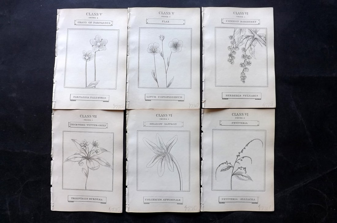 Duppa, Richard 1809 Lot of 6 Antique Botanical Prints (1 of 2)