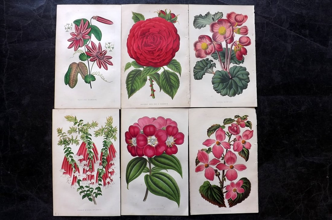 Hibberd, Shirley C1870 Lot of 6 Antique Botanical Prints (1 of 2)