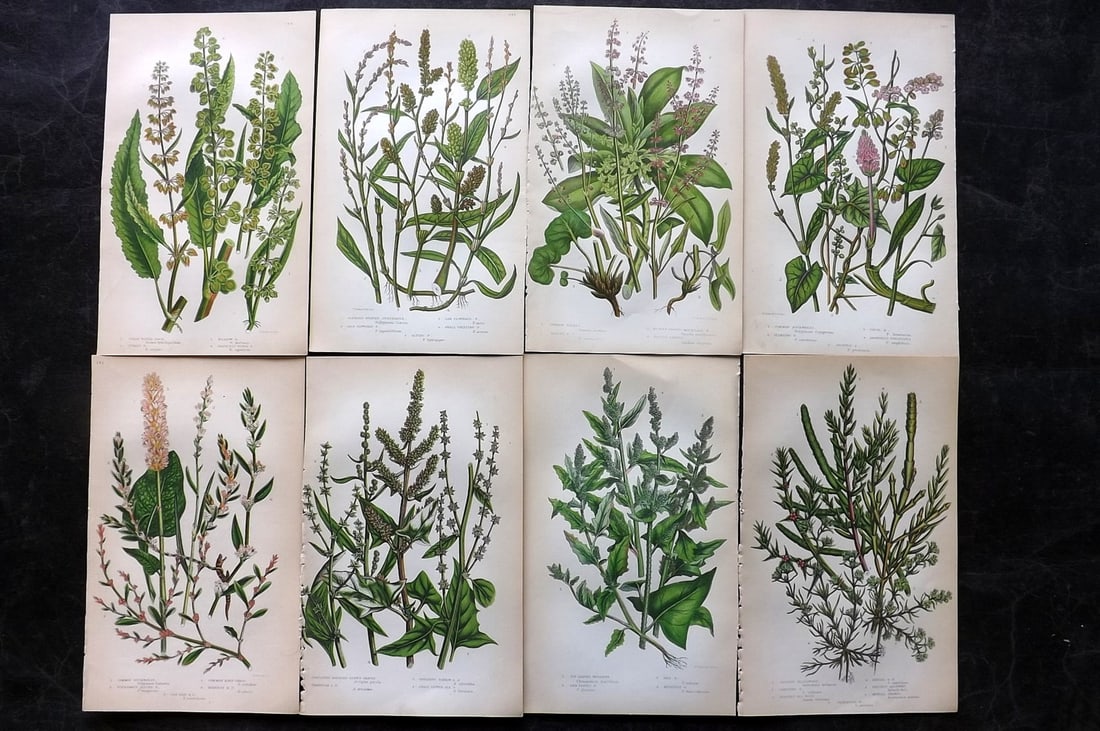 Pratt, Anne 1855 Lot of 8 Antique Botanical Prints. First Edition: Colour Printed Woodblocks Published 1855, London for "The Flowering Plants and Ferns of Great Britain" First Edition by Anne Pratt. Paper Size: 8.5 x 5.5 inch (22 x 14cm) Slightly tight margins as bou