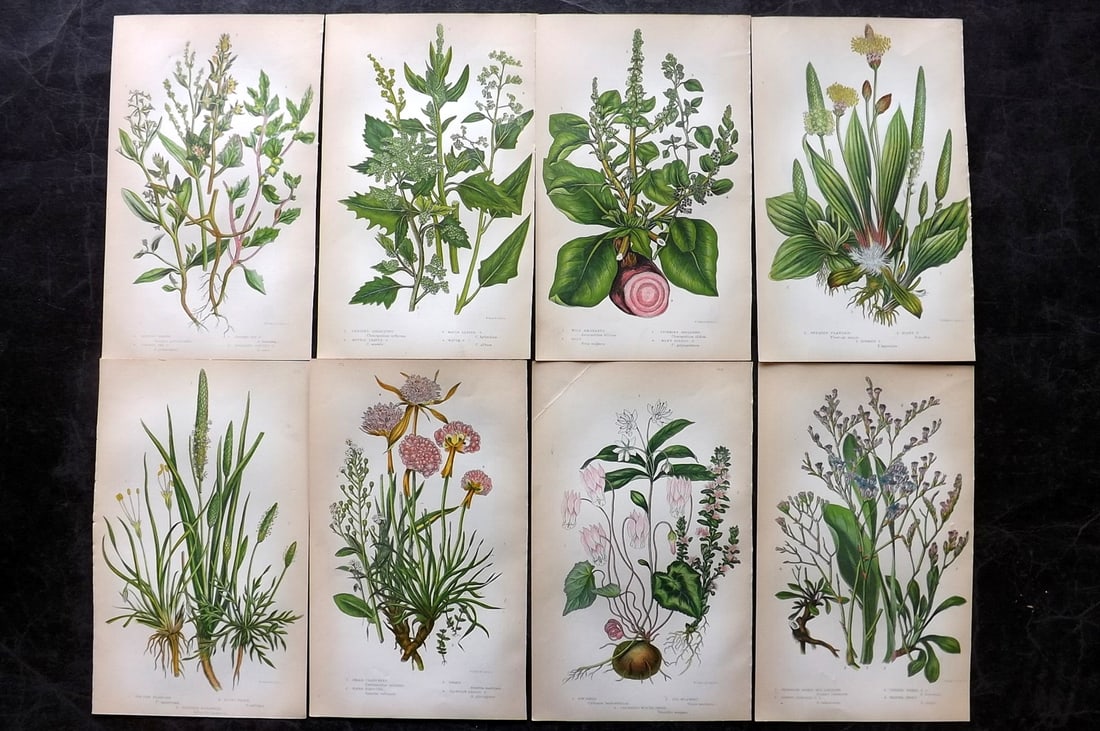 Pratt, Anne 1855 Lot of 8 Antique Botanical Prints. First Edition: Colour Printed Woodblocks Published 1855, London for "The Flowering Plants and Ferns of Great Britain" First Edition by Anne Pratt. Paper Size: 8.5 x 5.5 inch (22 x 14cm) Slightly tight margins as bou