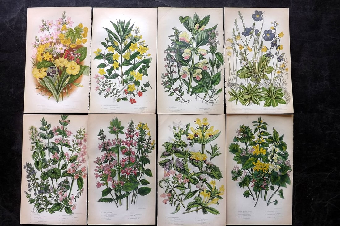 Pratt, Anne 1855 Lot of 8 Antique Botanical Prints. First Edition: Colour Printed Woodblocks Published 1855, London for "The Flowering Plants and Ferns of Great Britain" First Edition by Anne Pratt. Paper Size: 8.5 x 5.5 inch (22 x 14cm) Slightly tight margins as bou