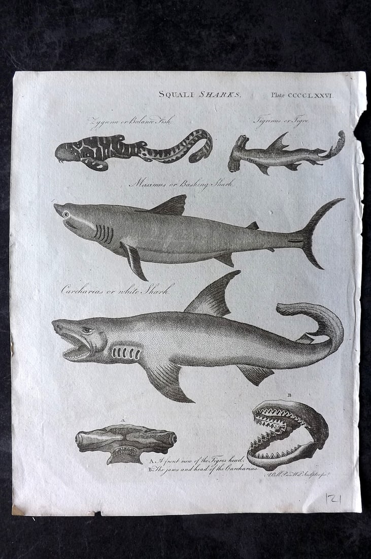 Encyclopaedia Britannica C1790 Antique Print. Sharks incl Great White (1 of 1)