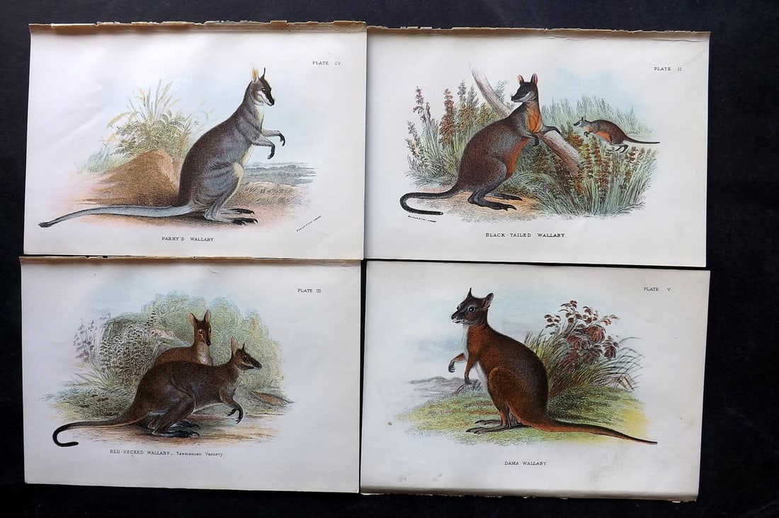 Lloyds's 1897 Lot of 4 Antique Prints. Wallaby's, Australia: Chromolithographs Published 1894-97, London for "Lloyds's Natural History..." Edited by R. Bowdler Sharpe, W. F. Kirby, H. O. Forbes, R. Lydekker, and W. R. Olive-Grant. Illustrated after Keulemans, G