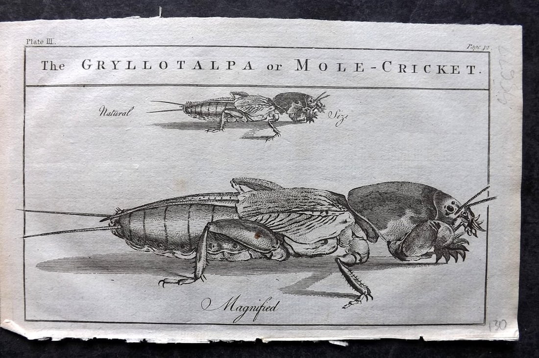 Martin, Benjamin 1781 Antique Print. Mole Cricket (1 of 1)
