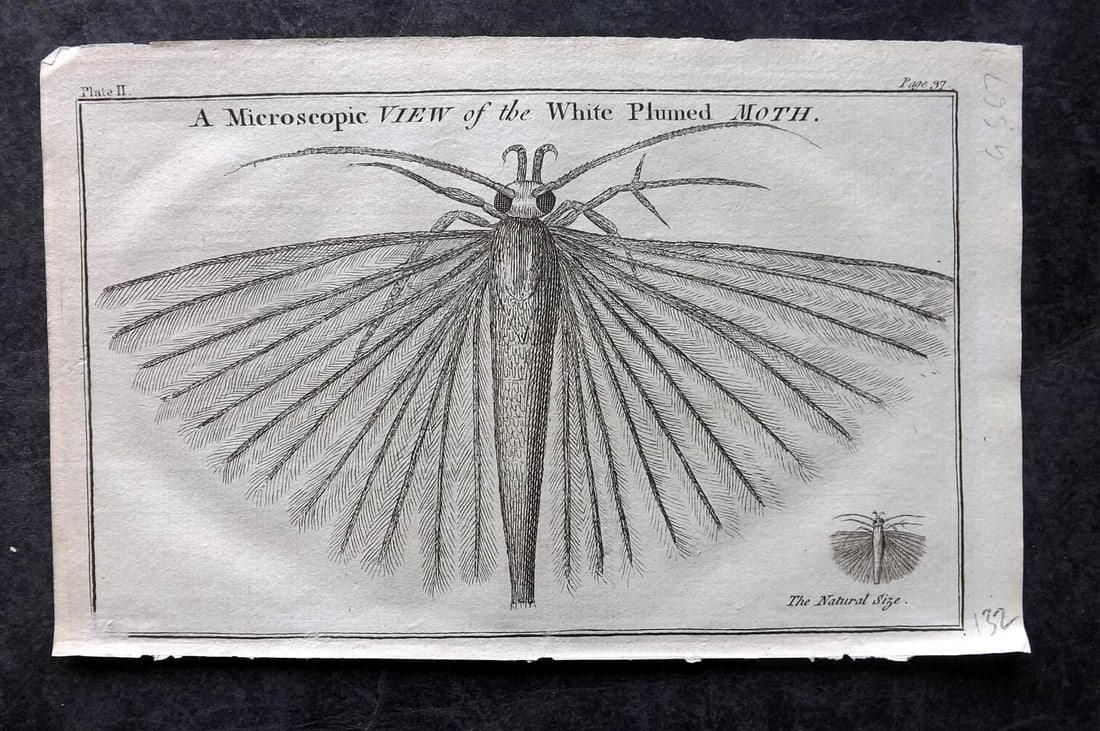 Martin, Benjamin 1781 Antique Print. White Plumed Moth (1 of 1)