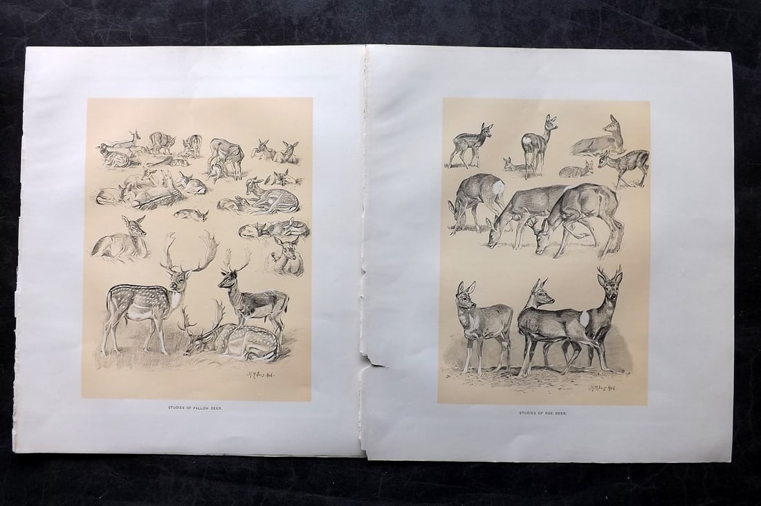 Millais, John 1904 Pair of Rare Folio Prints. Fallow & Roe Deer (1 of 2)