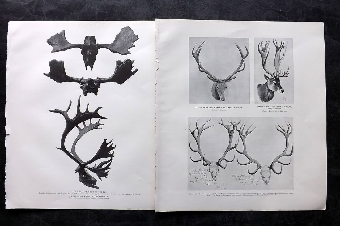 Millais, John 1904 Pair of Rare Folio Prints. Stag Antlers: Photoengraving and Lithographs Published 1904, London for "The Mammals of Great Britain and Ireland" by John Guille Millais. Illustrated by Archibald Thorburn, George Lodge and the Author. Rare - Limi
