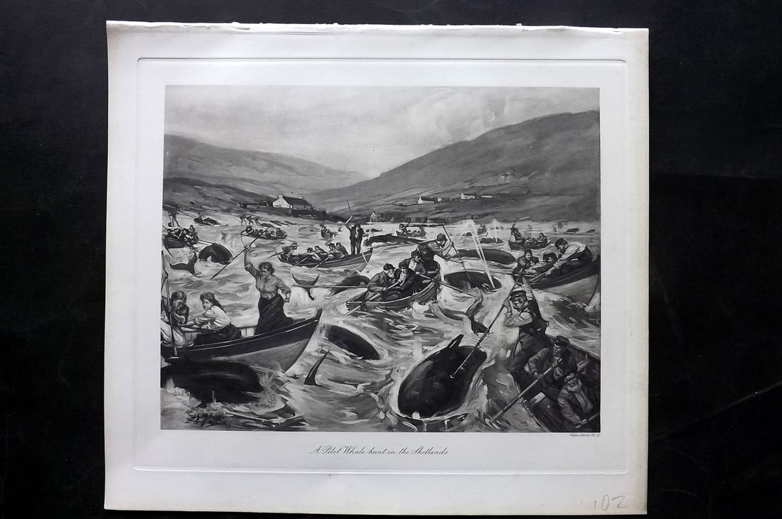 Millais, John 1904 Rare Folio Print. Pilot Whale hunt in the Shetlands: Photogravure Published 1904, London for "The Mammals of Great Britain and Ireland" by John Guille Millais. Illustrated by Archibald Thorburn, George Lodge and the Author. Rare - Limited Edition of 102
