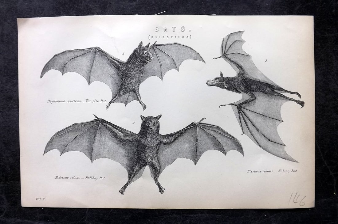 National Encyclopedia 1891 Antique Print. Bats (1 of 1)