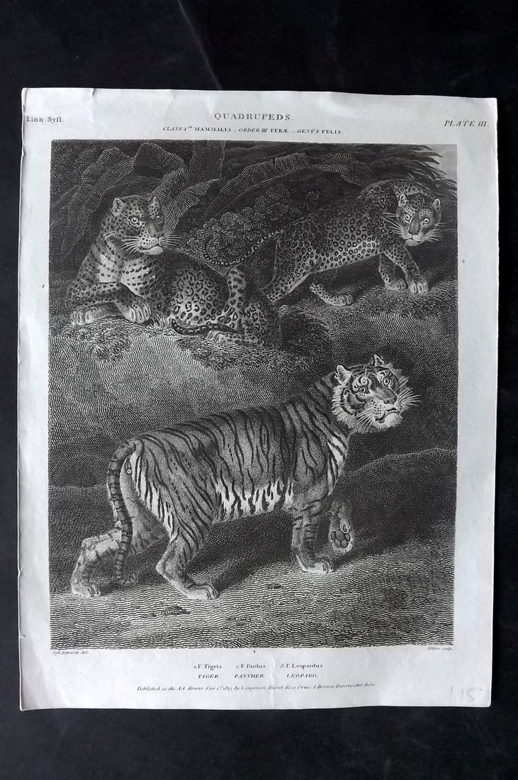 Rees, Abraham 1820 Antique Print. Tiger, Panther, Leopard: Copper Plate Published 1802-20 by Longman, Hurst, Rees & Orme for "The Cycloaedia: or, Universal dictionary of arts, sciences, and literature" By Abraham Rees. Paper Size: 10.5 x 8.5 inch (27 x 22cm) 