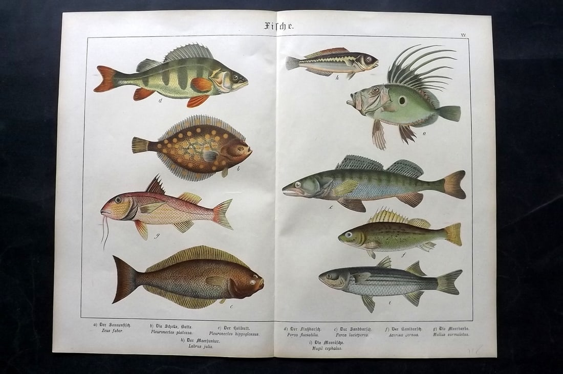 Schubert, Gotthilf C1880 Folio Fish Print. John  Dory, Red Mullet, Perch etc (1 of 2)