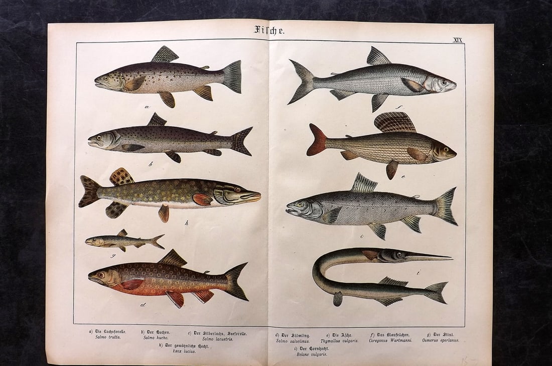 Schubert, Gotthilf C1880 Folio Fish Print. Salmon, Trout, Pike, Garfish (1 of 2)