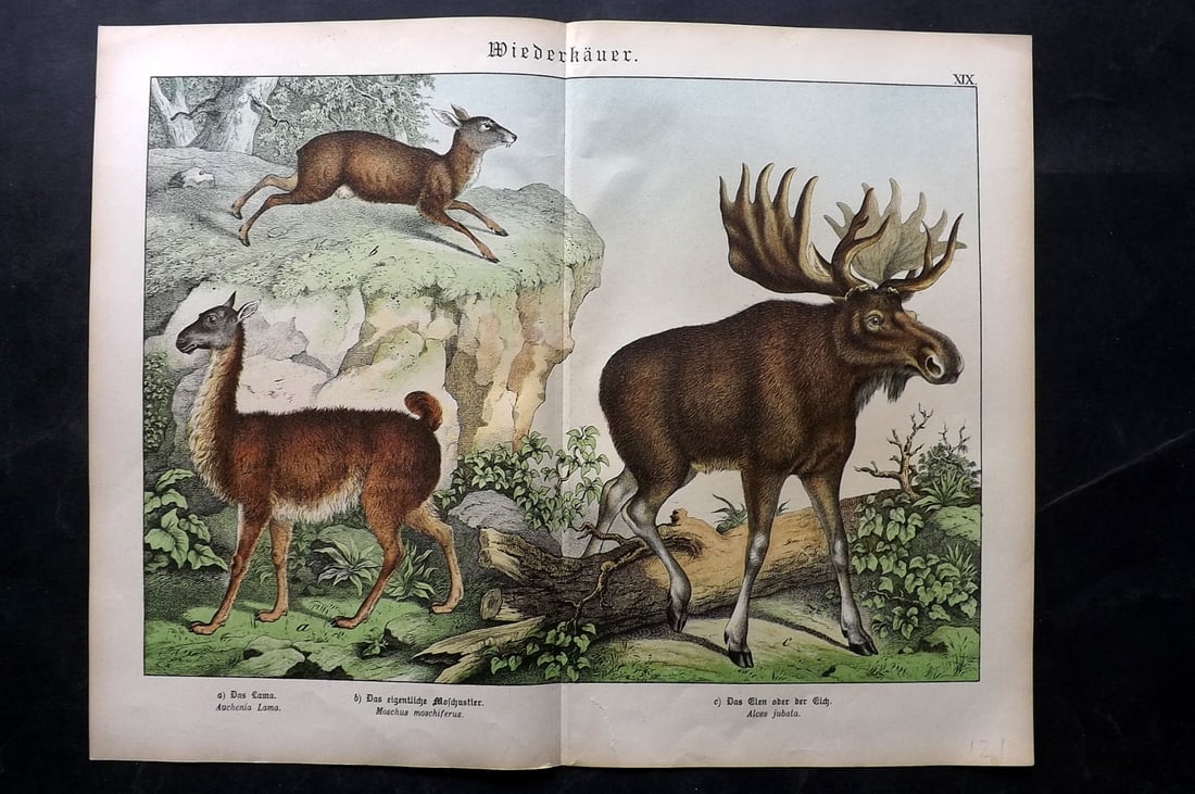 Schubert, Gotthilf C1880 Folio Print. Elk, Musk Deer, Lama: Folio Lithograph Published C1880, Hecklingen & Munich for "Naturgeschichte des Thierreichs?" by Gotthilf Heinrich von Schubert. Centre fold as published. Paper Size: 16 x 12.5 ich (40 x 32cm) Small bo