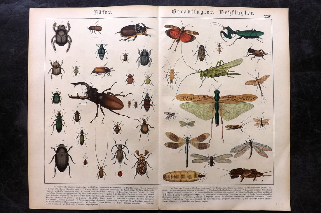 Schubert, Gotthilf C1880 Folio Print. Insects, Beetles, Crickets. Locust (1 of 2)