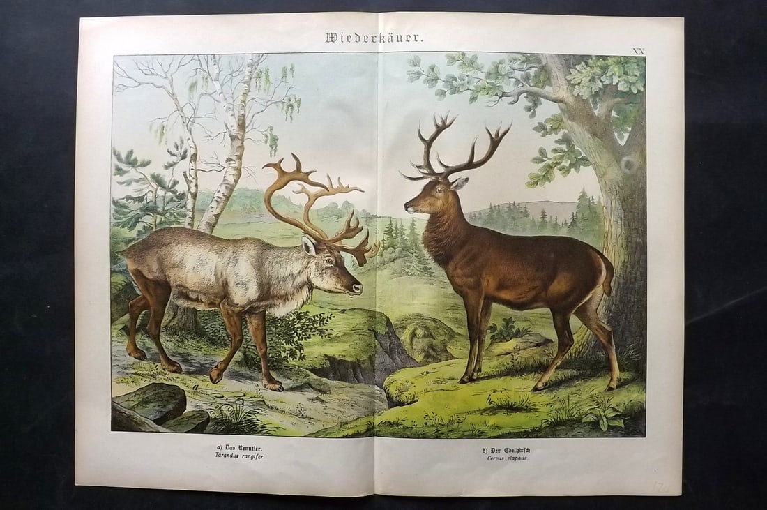 Schubert, Gotthilf C1880 Folio Print. Reindeer & Red Deer (1 of 2)