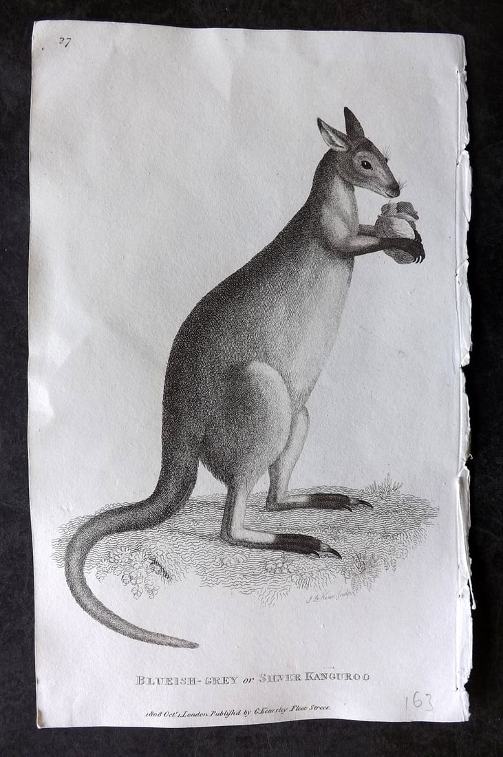 Shaw, George 1809 Antique Print. Blueish-Grey or Silver Kangaroo Australia: Copper Plate Published 1809 by G.Kearsley, London for "Zoological Lectures..." by George Shaw. Paper Size: 8.5 x 5.5 inch (22 x 14cm) Good Condition