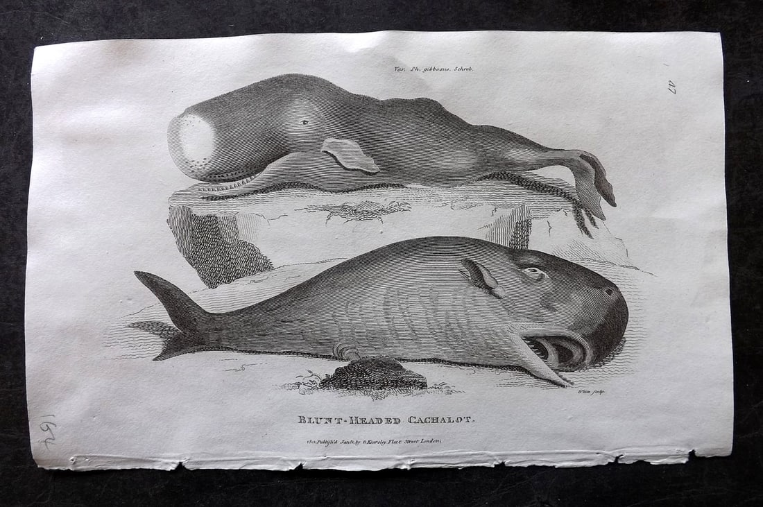 Shaw, George 1809 Antique Print. Blunt Headed Cachelot Whale: Copper Plate Published 1809 by G.Kearsley, London for "Zoological Lectures..." by George Shaw. Paper Size: 8.5 x 5.5 inch (22 x 14cm) Good Condition