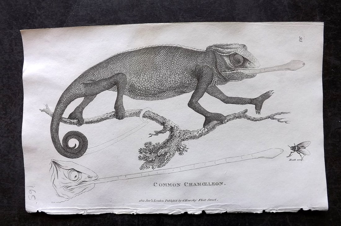Shaw, George 1809 Antique Print. Common Chameleon Lizard: Copper Plate Published 1809 by G.Kearsley, London for "Zoological Lectures..." by George Shaw. Paper Size: 8.5 x 5.5 inch (22 x 14cm) Good Condition