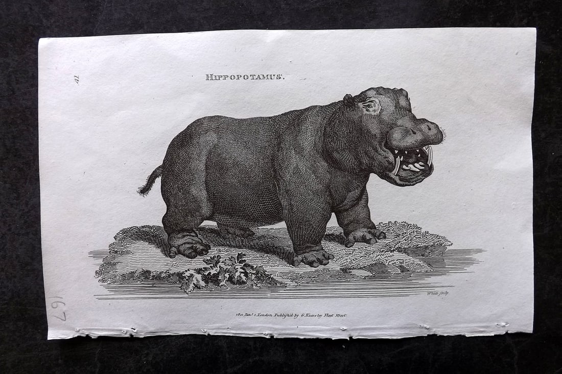 Shaw, George 1809 Antique Print. Hippo: Copper Plate Published 1809 by G.Kearsley, London for "Zoological Lectures..." by George Shaw. Paper Size: 8.5 x 5.5 inch (22 x 14cm) Good Condition