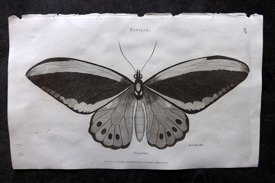 Shaw, George 1809 Antique Print. Priamus Butterfly (1 of 1)