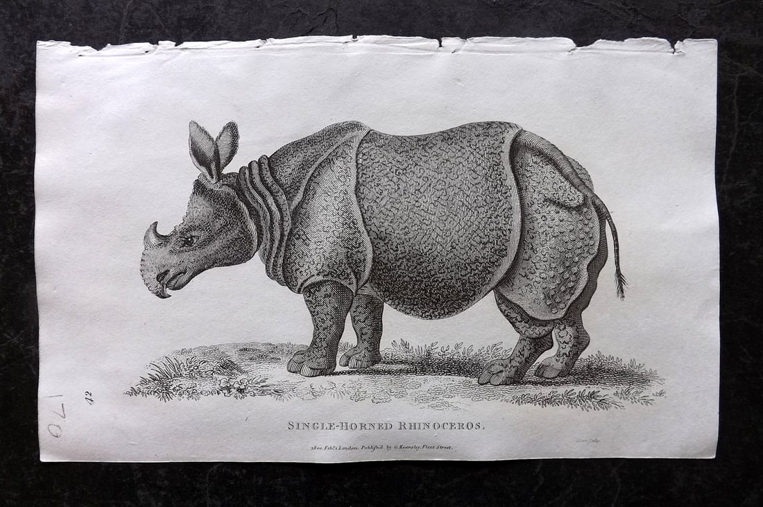 Shaw, George 1809 Antique Print. Single Horned Rhino: Copper Plate Published 1809 by G.Kearsley, London for "Zoological Lectures..." by George Shaw. Paper Size: 8.5 x 5.5 inch (22 x 14cm) Good Condition