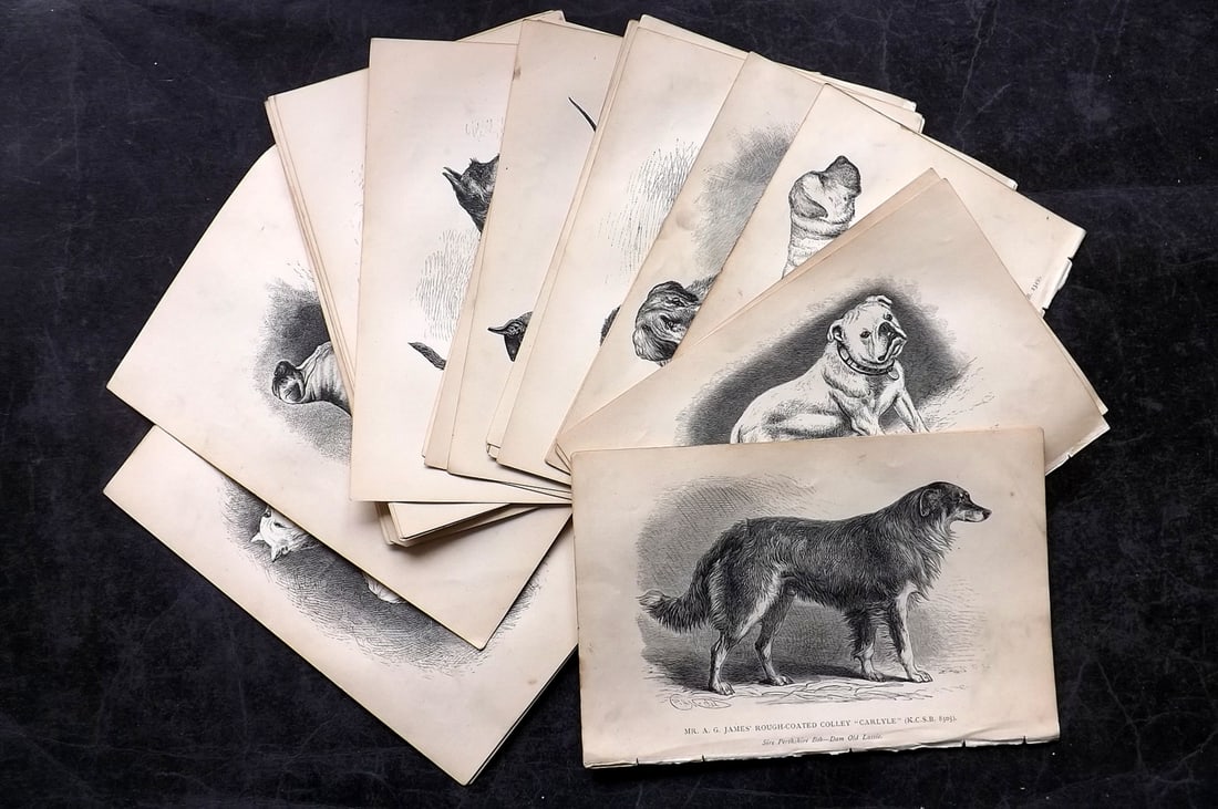 Dalziel, Hugh 1880's Lot of 30 Antique Dog Prints: Wood Engravings (Reverse side blank) Published 1880's, London for "British Dogs..." by Hugh Dalziel. Reverse side blank. Paper Size: 8 x 5 inch (21 x 13cm) Minor margin toning in parts, otherwise fine