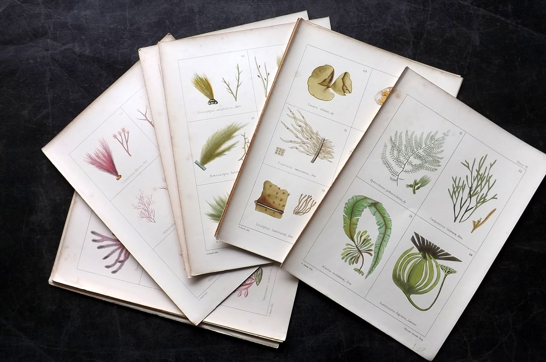 Gatty, Mrs Alfred 1872 Lot of 14 Antique Seaweed Prints: Woodblocks Published 1872, London for "British Sea-Weeds. Drawn From Professor Harvey's 'Phycologia Britannica'" by Mrs Alfred Gatty. Printed in colours, some plates with additional hand colour. Paper